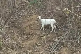 云南出现罕见白麂，传说麂子叫就要死人，为何白色麂子就是瑞兽？图片