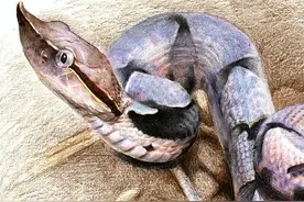 传说中被咬了只能走五步的五步蛇，到底是什么蛇？图片