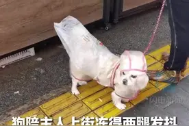 狗狗陪主人出门冻得不停抖腿图片