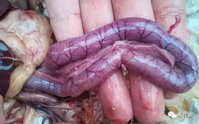 简析疑难杂症——鱼类败血症的防控：难治的集多症状于一身的鱼病