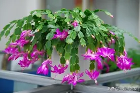 新手养蟹爪兰，学会“大胆”二字，猛长新叶冒花苞，开出层叠群花图片