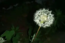 心血管系统药物（一）图片