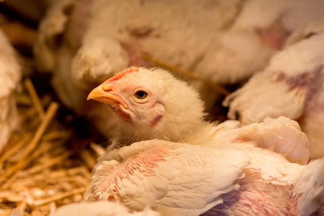 肉鸡饲料营养配方技术研究进展