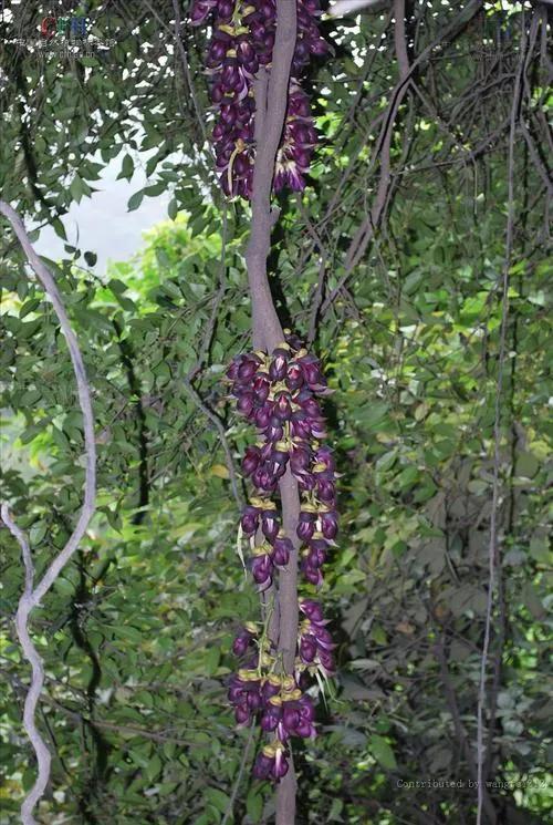 不仅树木高大,种类繁多,一个更突出的特征是老茎生花现象