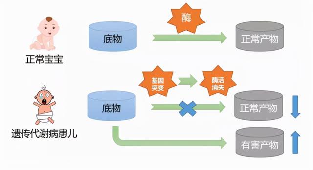 IVD市场分析报告丨新生儿遗传代谢性疾病筛查