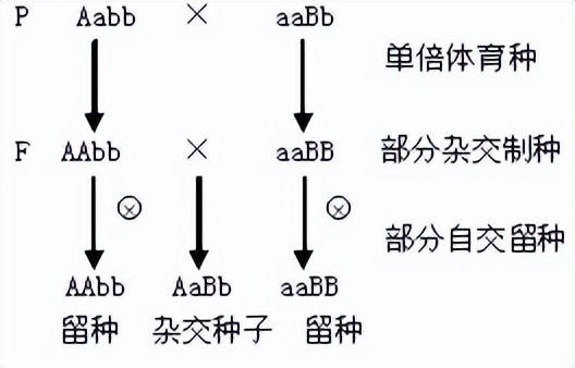 高中生物-变异育种及进化