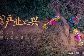 贡柑归来，新农人的现代农业梦｜千里归途之产业之兴图片