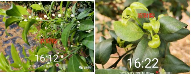 5个真实果园案例分析！下肥、保果、打药工作详解，对号入座