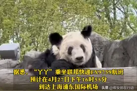 “乐乐跟着丫丫回家了”，旅美大熊猫丫丫启程回国，当地华人含泪送别图片