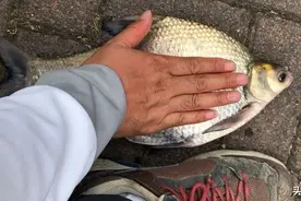 一到秋季鳊鱼就疯狂觅食，配上这种高效钓法，爆护真不是梦！图片