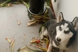 细小痊愈之后，发现其实并不可怕图片