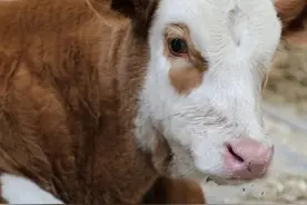 一头2万3千8的母牛，养了近一年，最终被分成了19份一份200元图片