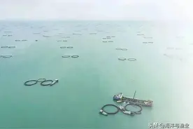 丰收季“黄金鱼”身价大涨！全国每3条，就有1条来自湛江图片