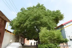 寻找“树王”图片