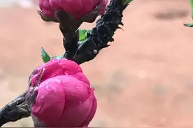 春天来了，各种花都开了；春天的花让人忘记了忧伤图片