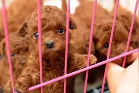 买泰迪犬，要牢记这5点，轻松辨别“假泰迪”，以后别买错图片