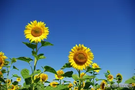 拿得起，放得下；凡事别勉强！失落时悄悄徘徊，伤感时默默遐想图片