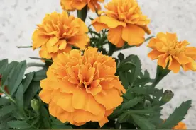 38年养蛇的师傅说：蛇就怕2种花，只需养1棵，家里不再有蛇敢来！图片