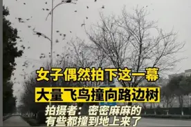 土耳其地震引发人们担忧，四川云南等地惊现大量飞鸟，是什么原因图片