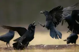 汉字课堂--乌图片