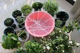 夏天开空调，房间里放好这3样东西，少一样都不行，早懂不吃亏图片