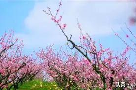 南充文旅MV《我爱桃花 我爱家》，款款深情，缓缓而至~图片