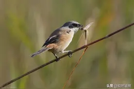 伯劳属食虫鸟，人工饲养不能直接喂颗粒料，求伯劳老野快速换食法图片