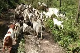 投资100只羊，散放到大山里不去管，几年后会怎样呢？图片