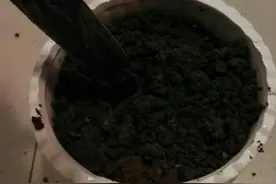 冬天养花，盆土表面有小飞虫，飞的到处都是，怎么杜绝小飞虫？图片