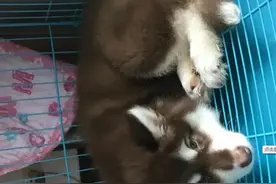 别放弃，细小不是绝症！看完你也能救狗命！图片