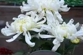 菊花养护指南，不看错过一个亿！图片