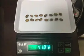 实物验证，《千金要方》中一两到底是多少克图片