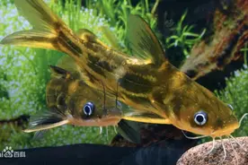 黄颡鱼：妖艳而凶狠 低脂而高蛋白 餐桌上的“纯爷们儿”！图片