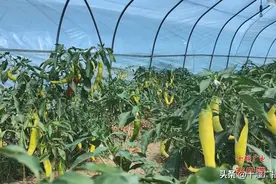 “蔬”写“绿色经济”，郧西县香口乡好“丰”光图片