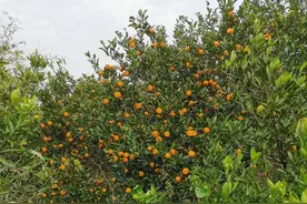 与女性下属相处六忌图片