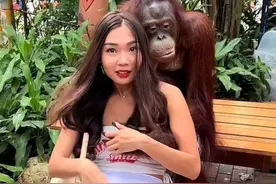 泰国动物园猩猩袭胸女游客成习惯，咸猪手偷亲还大笑吐舌图片