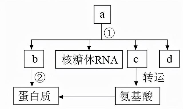 河南名校！省实验中学2021-2022学年高三上学期期中生物试题答案