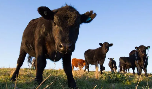 鐑圭叜閮芥潃涓嶆鐨勬湂鐥呮瘨锛岃嚧姝荤巼100%鏃犺嵂鍙晳锛佹劅鏌撳悗鏈夊鎭愭€栵紵