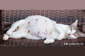 如何分辨母猫是否怀孕？仔细观察这些变化就能知道图片