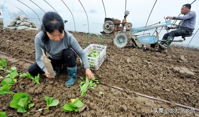 种菜养花学会用红糖自制生根剂，生根壮苗又增产，想学吗