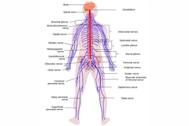 狂犬病发病后，真的完全不能存活吗？图片