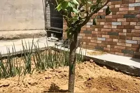 两广人别再怀疑了，四川真的产荔枝！图片