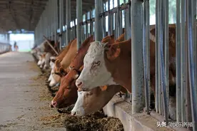 牛的5个“致命”弱点，养牛户一定要了解图片