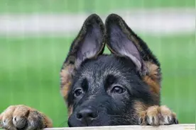 过来人告诉你：养狗，千万别养“黑狗”图片