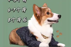 新手必看幼犬喂养指南，养狗不踩雷就这样做图片