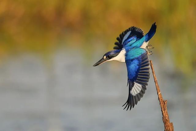 尼康Z8相机升级全新3.00固件：大幅提升自动对焦性能