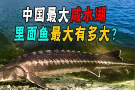 年产鱼5000万斤！中国第一大咸水湖，禁渔十年里面鱼最大有多大？图片