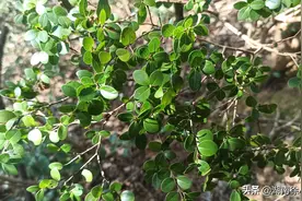 湖南发现了野生黄杨树，还是一种名贵的药材树图片