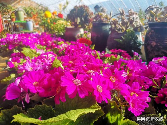 零差评！当氨基酸益生菌草莓碰上年宵花，这个春节既喜庆又甜蜜