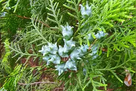 侧柏叶煮水作用厉害了，没想到价值还这么高，一起认识一下图片